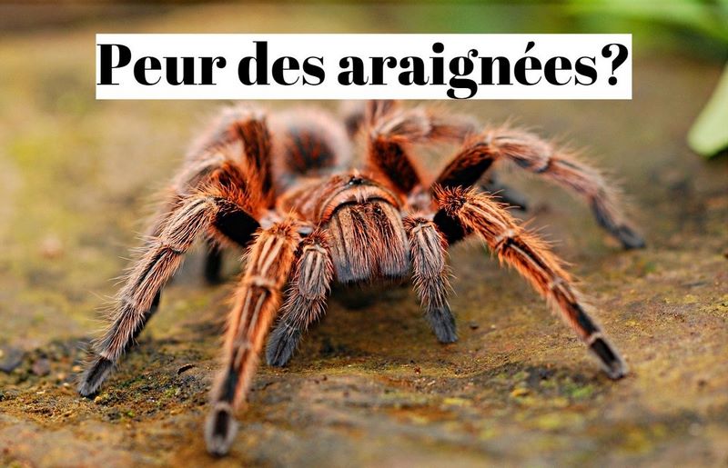 Comment vaincre la peur des araignées ?