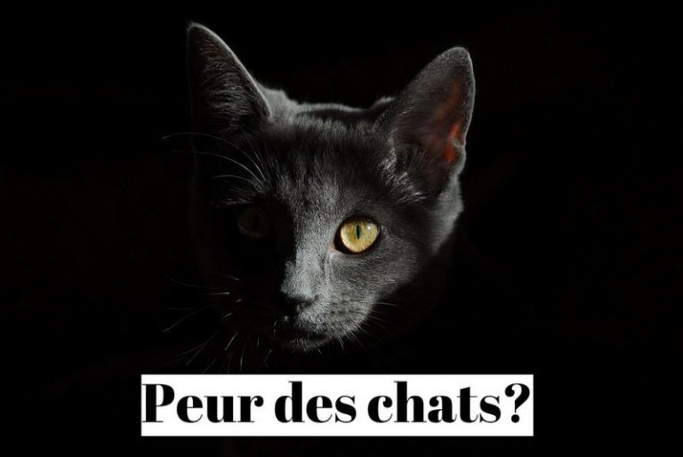 Comment vaincre la peur des chats (ailurophobie)