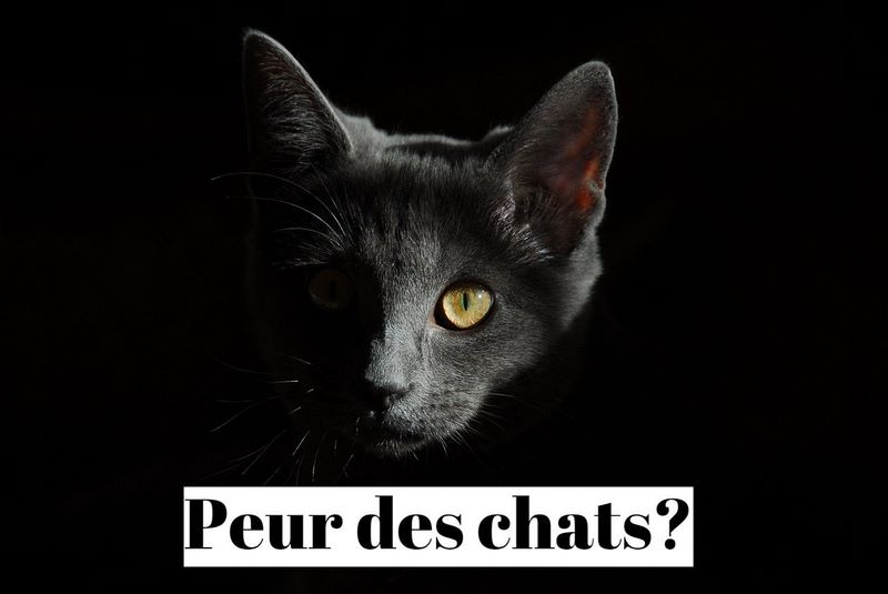 Comment vaincre la peur des chats (ailurophobie) ?