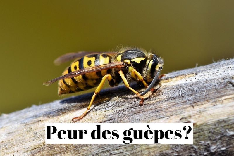 Comment surmonter sa phobie des guêpes (apiphobie)