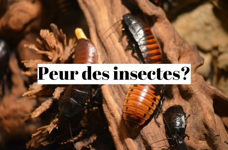 Comment vaincre sa peur des insectes (entomophobie) ?