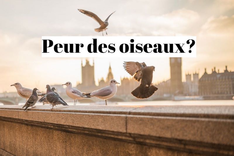 Comment vaincre la peur des oiseaux (ornithophobie) ?