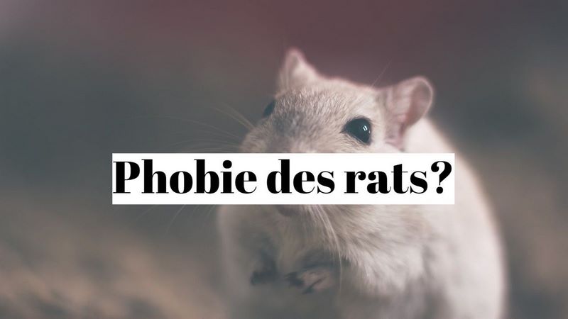 Comment guérir la phobie des rats (musophobie) ?